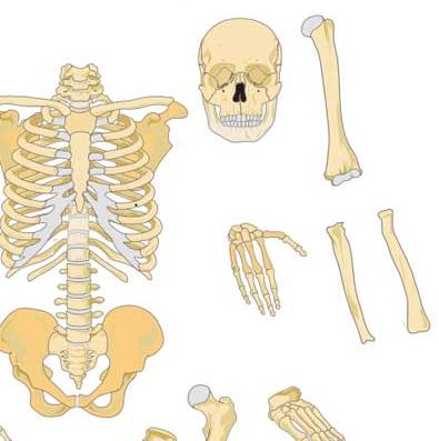 Le système osseux 3 : Les membres du squelette - Goodchild corde à sauter
